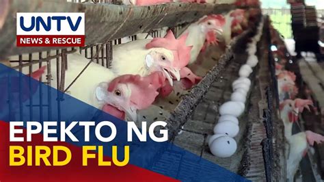 nag aalaga ng manok in english|Nag aalaga ng mga manok in English with examples .